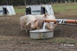 放猪图片,悠然自得的生活画卷